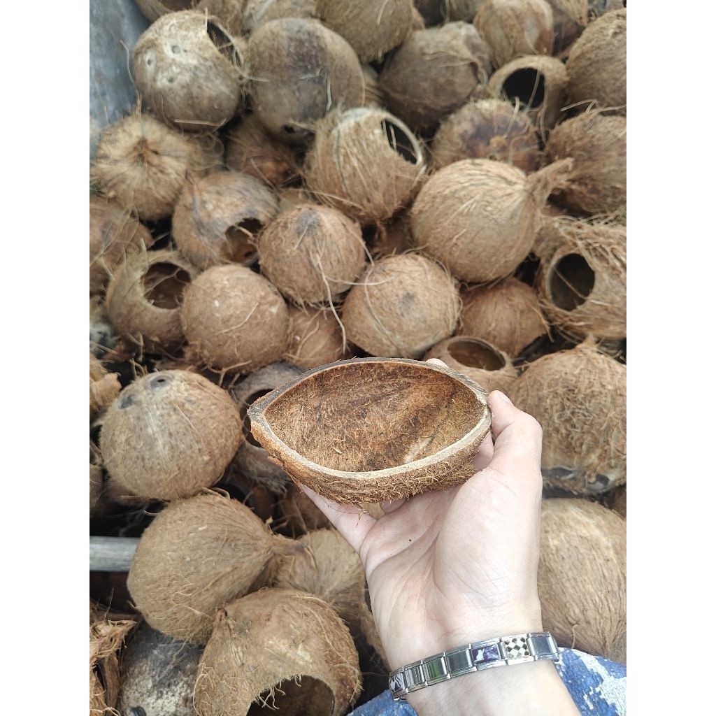 Gáo dừa thủ công dùng làm máng ăn cho két vẹt.... chưa xử lý xơ dừa