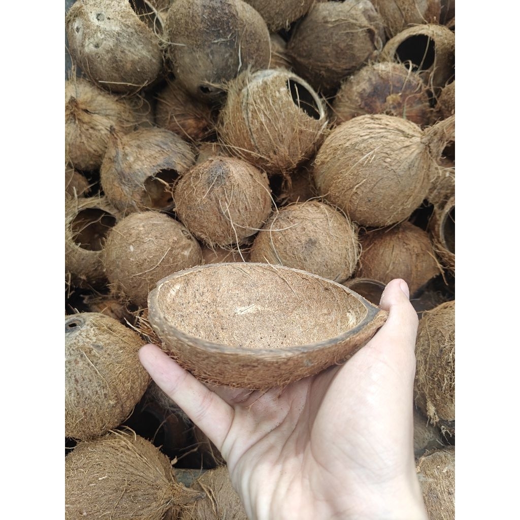 Gáo dừa thủ công dùng làm máng ăn cho két vẹt.... chưa xử lý xơ dừa