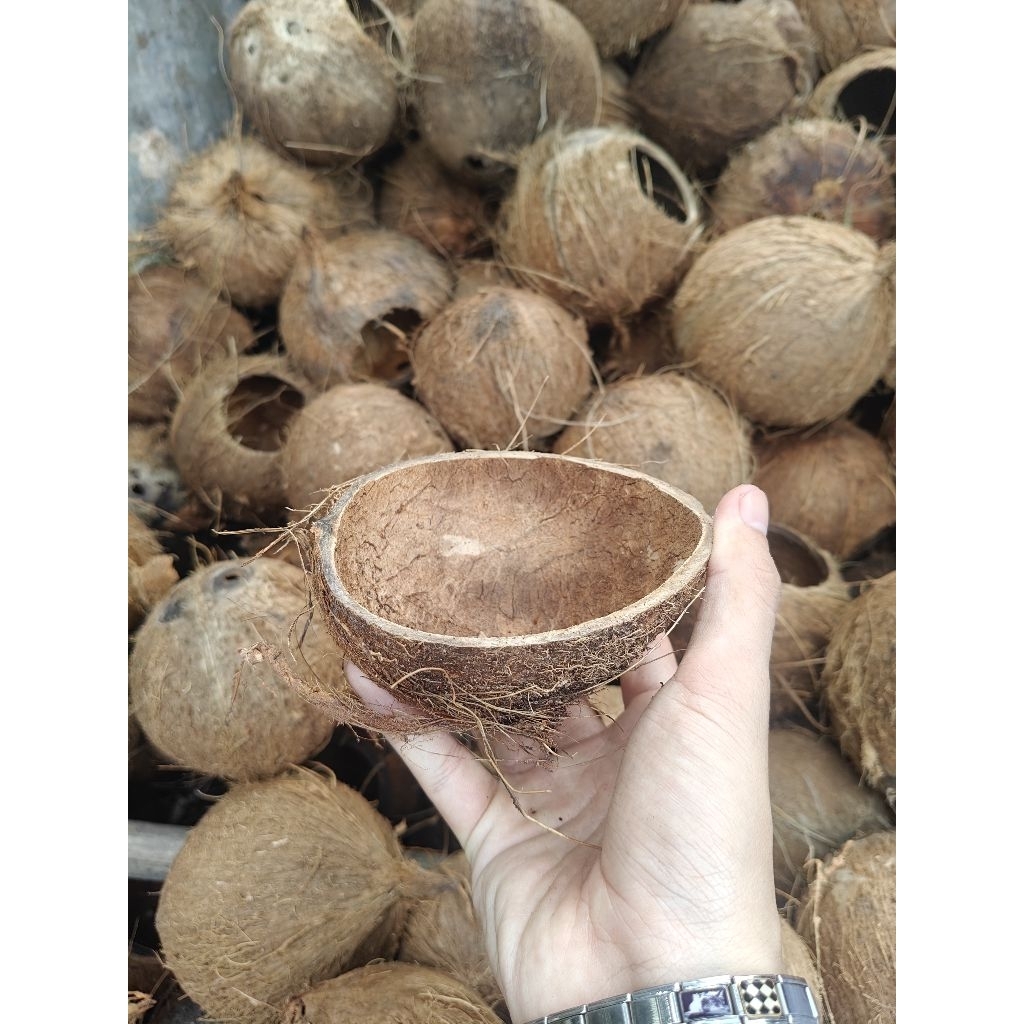 Gáo dừa thủ công dùng làm máng ăn cho két vẹt.... chưa xử lý xơ dừa
