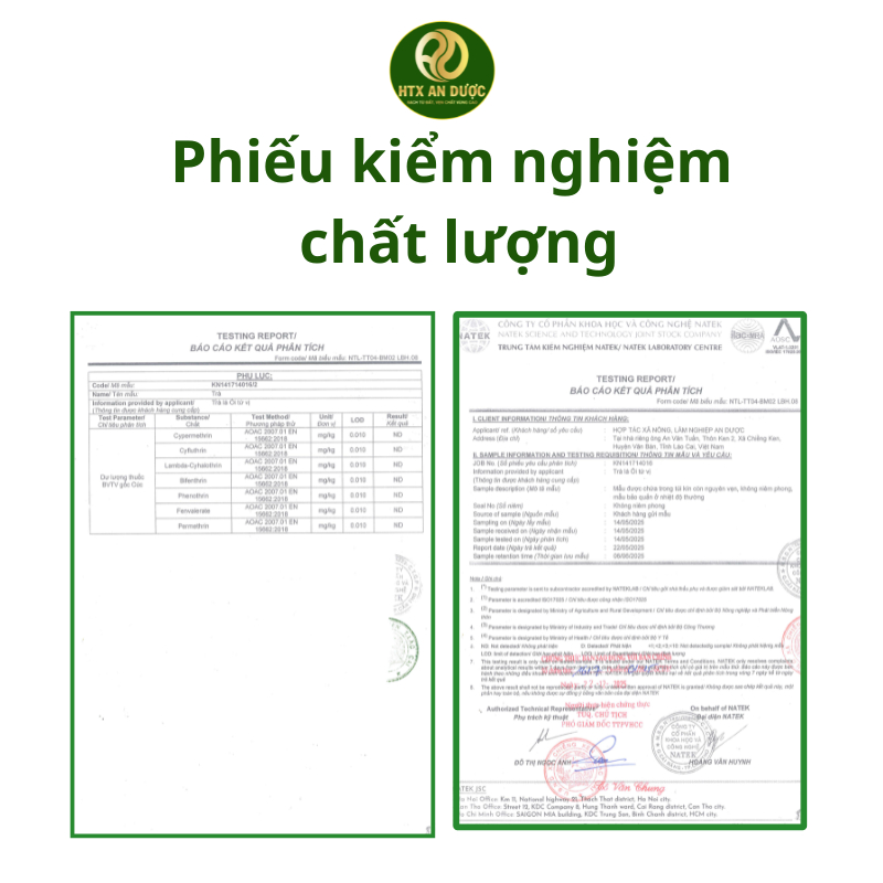 TRÀ TÚI LỌC LÁ ỔI TỨ VỊ