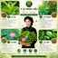 TRÀ TÚI LỌC LÁ ỔI TỨ VỊ, , 25 túi lọc/hộp