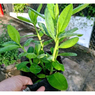 Cây thạch anh ( cây công đức)- hỗ trợ chữa b.ướu cổ- cây dược liệu