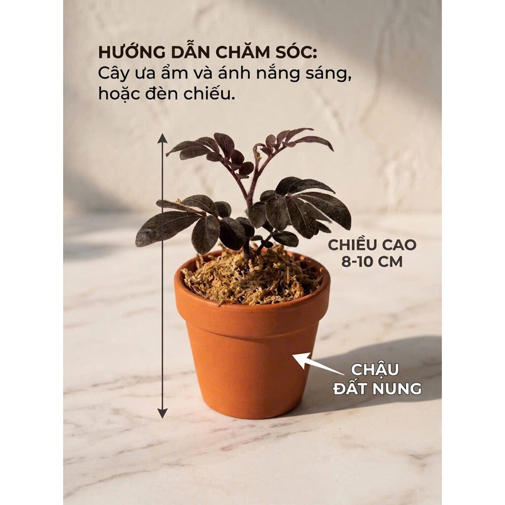 Cây Solanum Uleanum - Cây Leo Lá Nhung Tím Độc Lạ (Hàng Thuần)