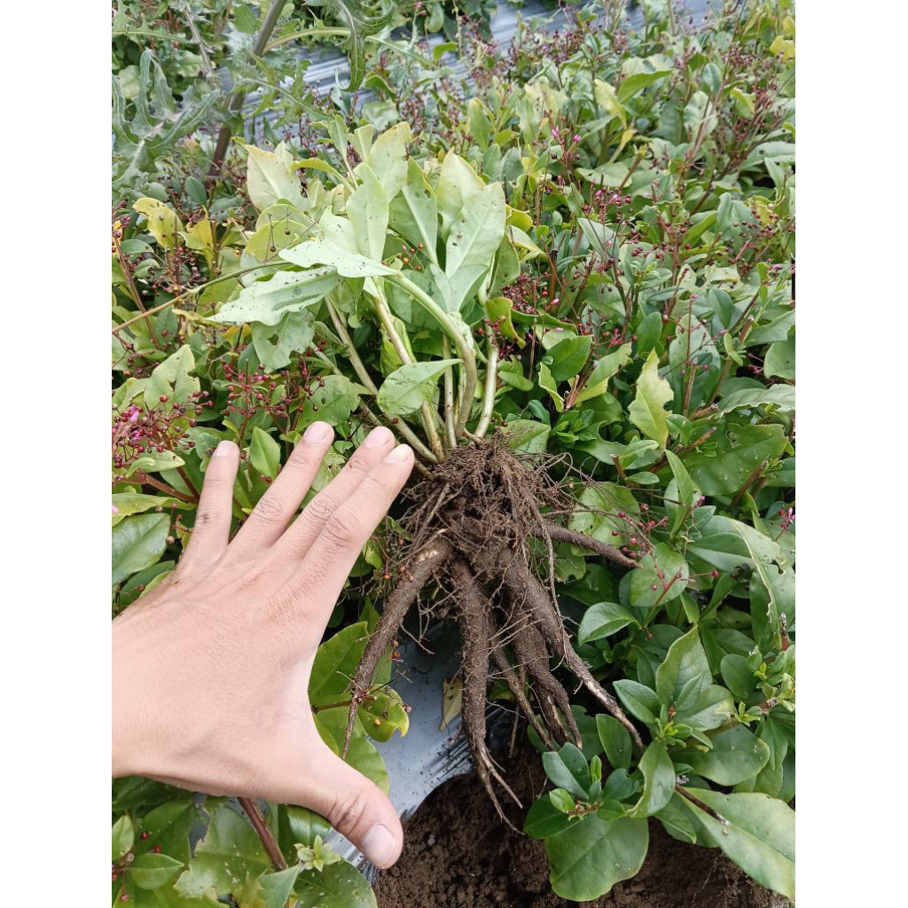 Trà Tĩnh Trí - Từ thổ nhân sâm, dùng cho người làm việc trí óc liên tục gói - 3g tiện lợi dạng bột.