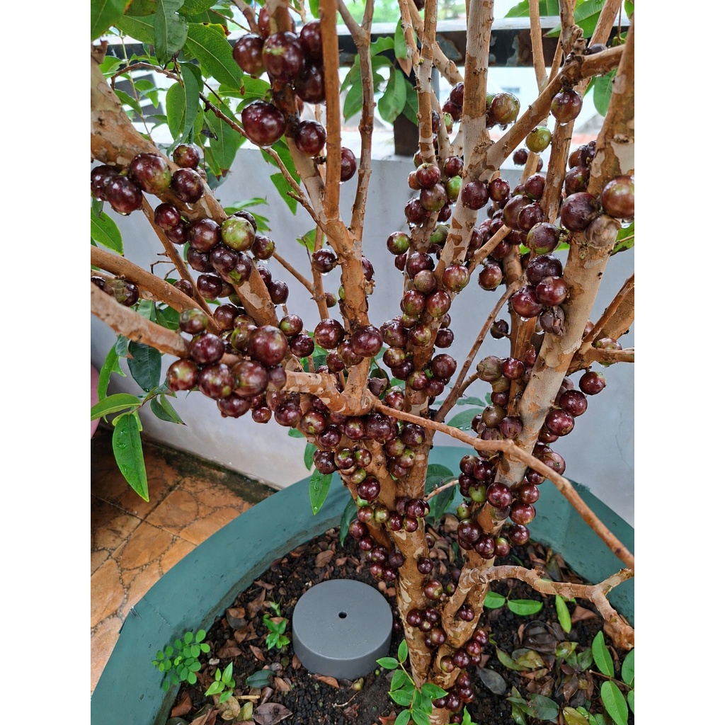 Ống Ủ Rác Hữu Cơ,Rác Nhà Bếp Trồng Cây | Phi 90/110/140 Dài 30/40/50cm | Làm Phân Hữu Cơ Tại Nhà | AgriGreeen Việt Nam