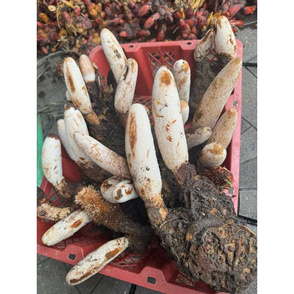 Nấm Tích Dương Rừng Tây Bắc 1kg | Búp To Đẹp Lên Bình Sang Thơm Sạch Tặng Táo Đỏ Kỷ Tử