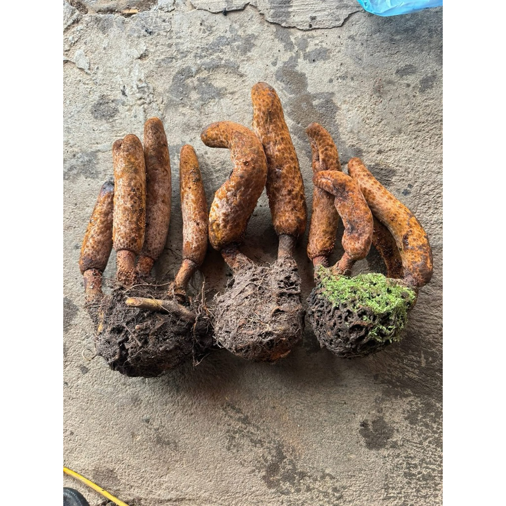 Nấm Tích Dương Rừng Tây Bắc 1kg | Búp To Đẹp Lên Bình Sang Thơm Sạch Tặng Táo Đỏ Kỷ Tử