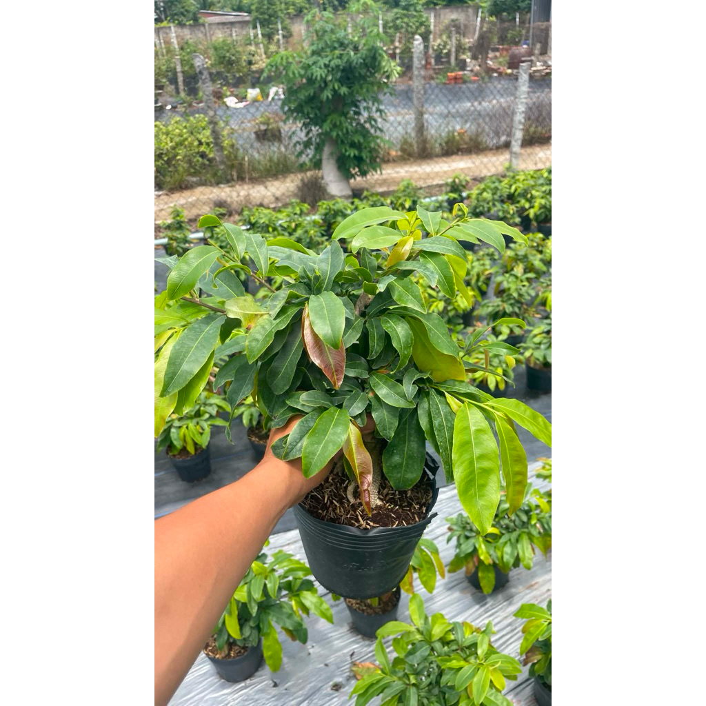 Hoa mai dảo siêu bông Bình Lợi_cây ghép 2 năm