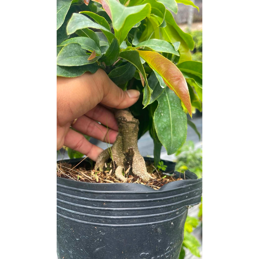 Hoa mai dảo siêu bông Bình Lợi_cây ghép 2 năm