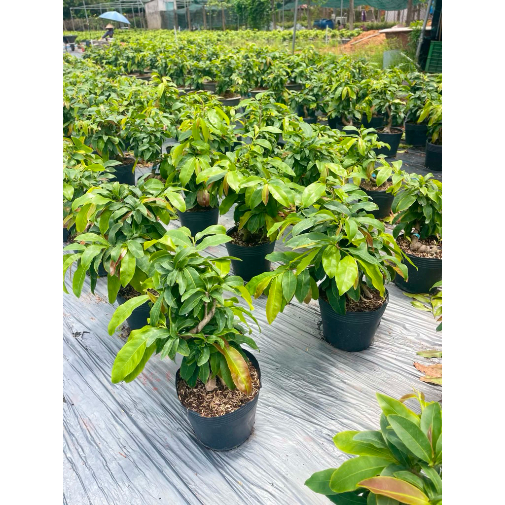 Hoa mai dảo siêu bông Bình Lợi_cây ghép 2 năm