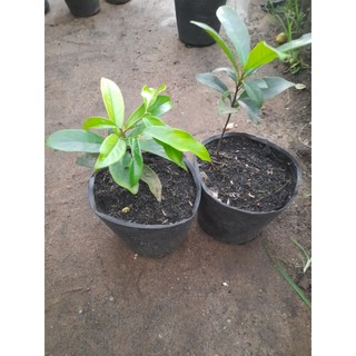 Cây thị (cây cao từ 7cm,.bầu ươm cao 11cm, đường kính bầu 11cm)