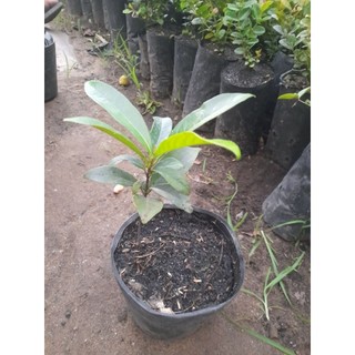 Cây thị (cây cao từ 7cm,.bầu ươm cao 11cm, đường kính bầu 11cm)