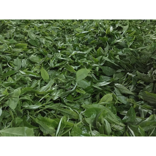 Trà xanh shan tuyết cổ thụ Cao Bồ - Tây Côn Lĩnh 1 búp 1 lá