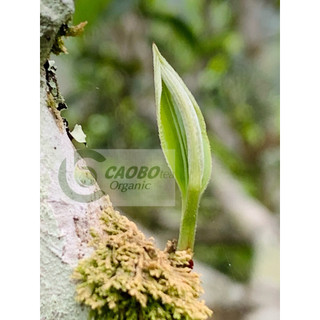 Trà shan tuyết cổ thụ Cao Bồ Tây Côn Lĩnh Hà Giang loại 1 búp 2 lá