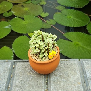 Sen Đá Đôla Bạc Trồng Sẵn Chậu Đất Nung Nâu Đáng Yêu Mang Lại May Mắn Tài Lộc Decor Bàn Học - Mầm Nắng Garden