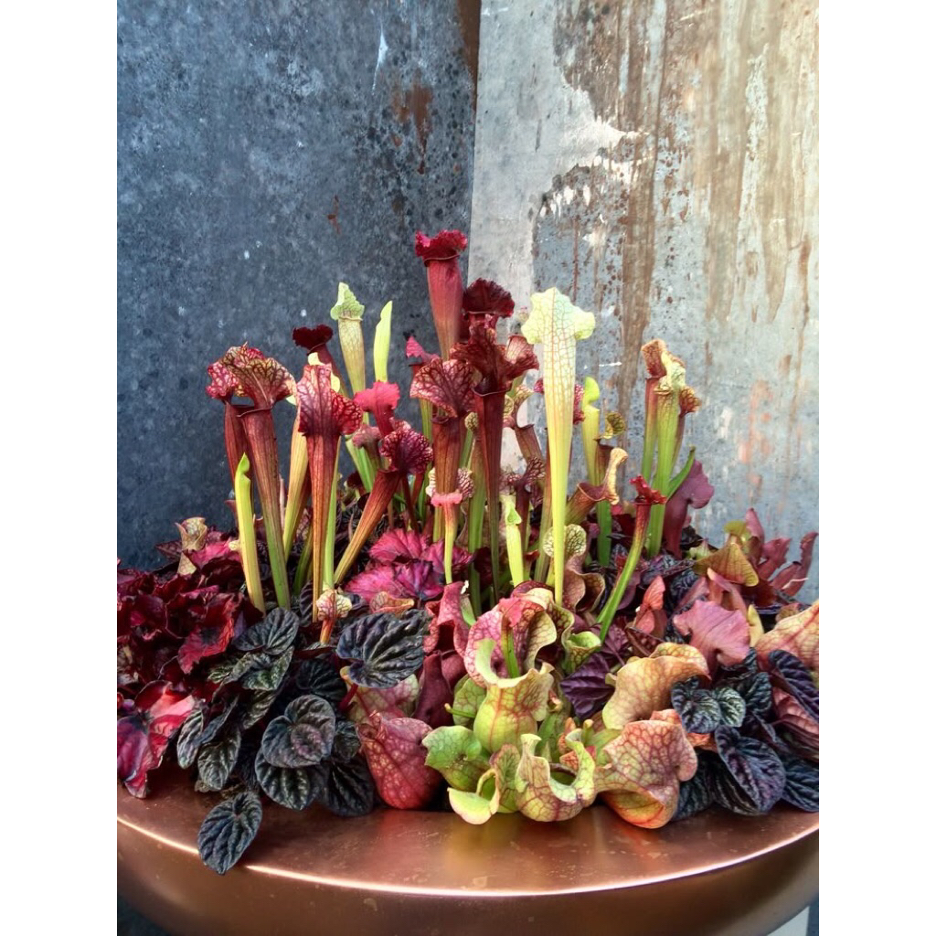 Chậu Hố bẫy Swan ( tên đầy đủ Sarracenia x Swaniana ) ,trang trí sân vườn