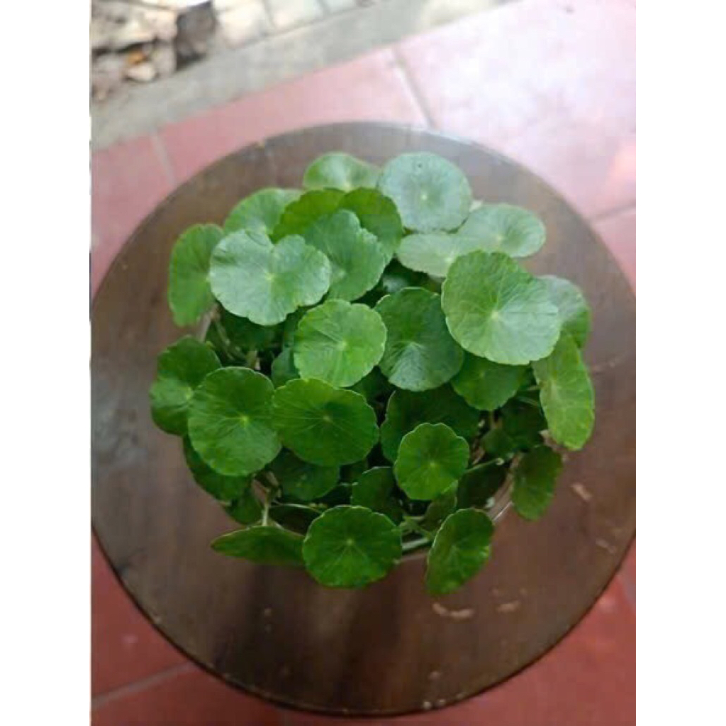 Cỏ đồng tiền thủy sinh chơi bán cạn,hồ cá cảnh,cây trang trí sân vườn