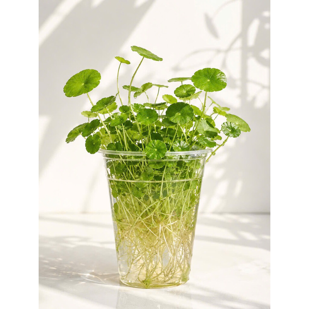 Cỏ đồng tiền thủy sinh chơi bán cạn,hồ cá cảnh,cây trang trí sân vườn