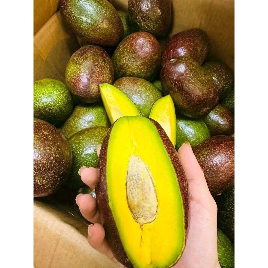 Bơ Sáp Đắk Lắk Tuyển Chọn Trái Già, Dẻo Béo Ngậy, Size 2-3 Trái/kg Chín Tự Nhiên, Giao Toàn Quốc
