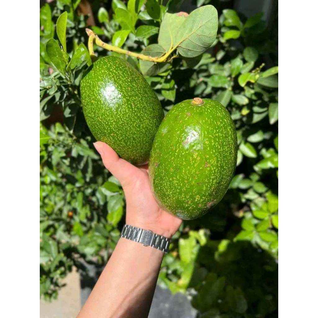 Bơ Sáp Đắk Lắk Tuyển Chọn Trái Già, Dẻo Béo Ngậy, Size 2-3 Trái/kg Chín Tự Nhiên, Giao Toàn Quốc
