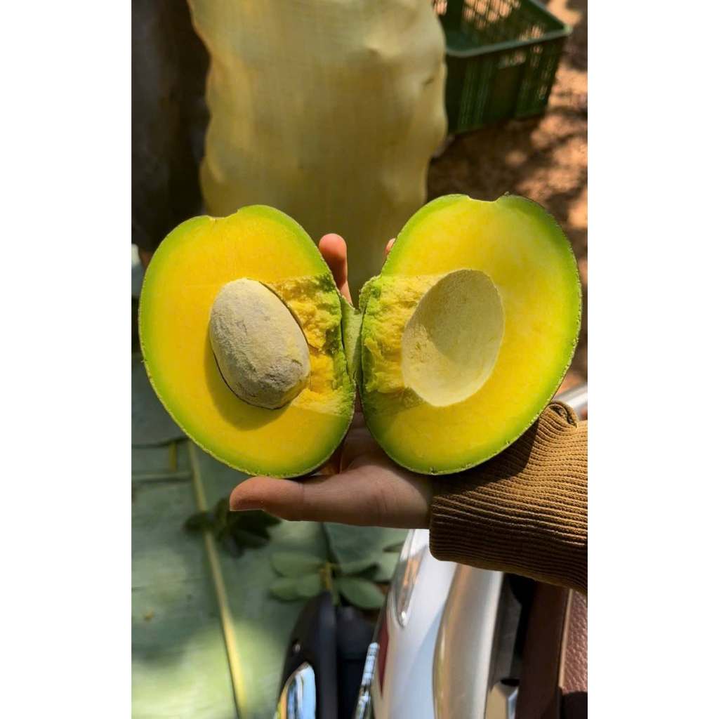 Bơ Sáp Đắk Lắk Tuyển Chọn Trái Già, Dẻo Béo Ngậy, Size 2-3 Trái/kg Chín Tự Nhiên, Giao Toàn Quốc
