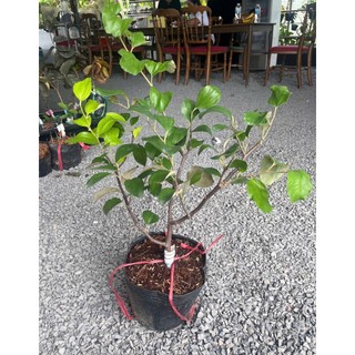 (New) Cây Táo Đỏ Ấn Độ Ghép Cao Cấp – Cây Khỏe, Trái Sai, Giòn Ngọt, Mau Ra Trái