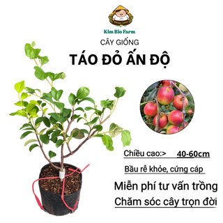 (New) Cây Táo Đỏ Ấn Độ Ghép Cao Cấp – Cây Khỏe, Trái Sai, Giòn Ngọt, Mau Ra Trái