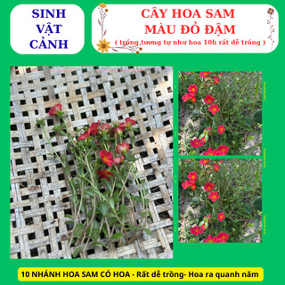 cây hoa sam màu đỏ trồng bằng nhánh, nhanh phát triển hoa nở cả ngày