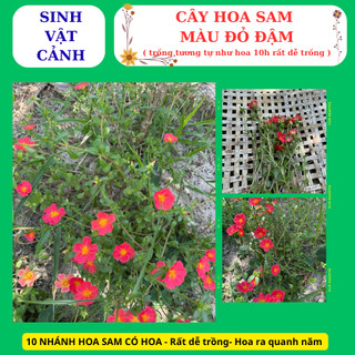 cây hoa sam màu đỏ trồng bằng nhánh, nhanh phát triển hoa nở cả ngày