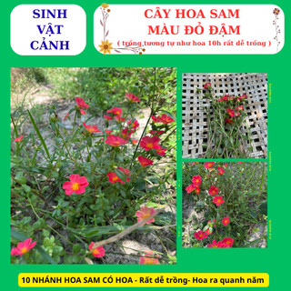 cây hoa sam màu đỏ trồng bằng nhánh, nhanh phát triển hoa nở cả ngày