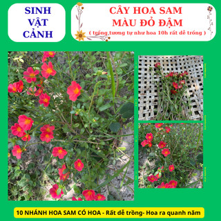 cây hoa sam màu đỏ trồng bằng nhánh, nhanh phát triển hoa nở cả ngày
