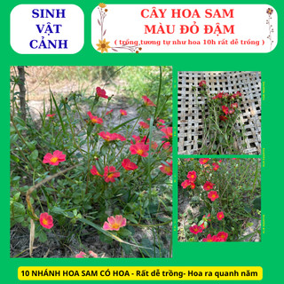 cây hoa sam màu đỏ trồng bằng nhánh, nhanh phát triển hoa nở cả ngày