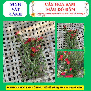 cây hoa sam màu đỏ trồng bằng nhánh, nhanh phát triển hoa nở cả ngày