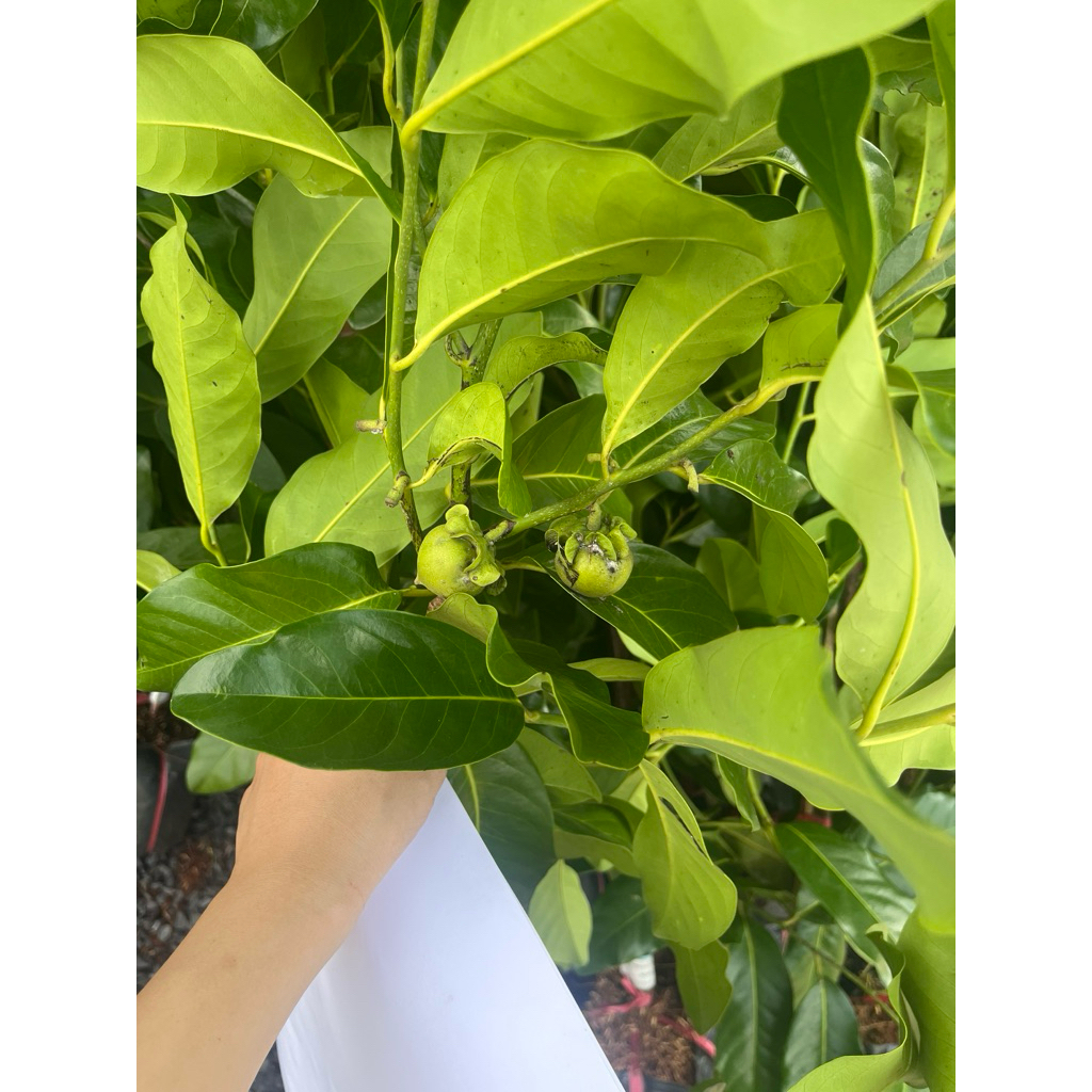 Cây Giống Hồng Socola – Trái Ngọt Đậm, Cơm Mịn, Dễ Trồng, Cho Trái Sớm