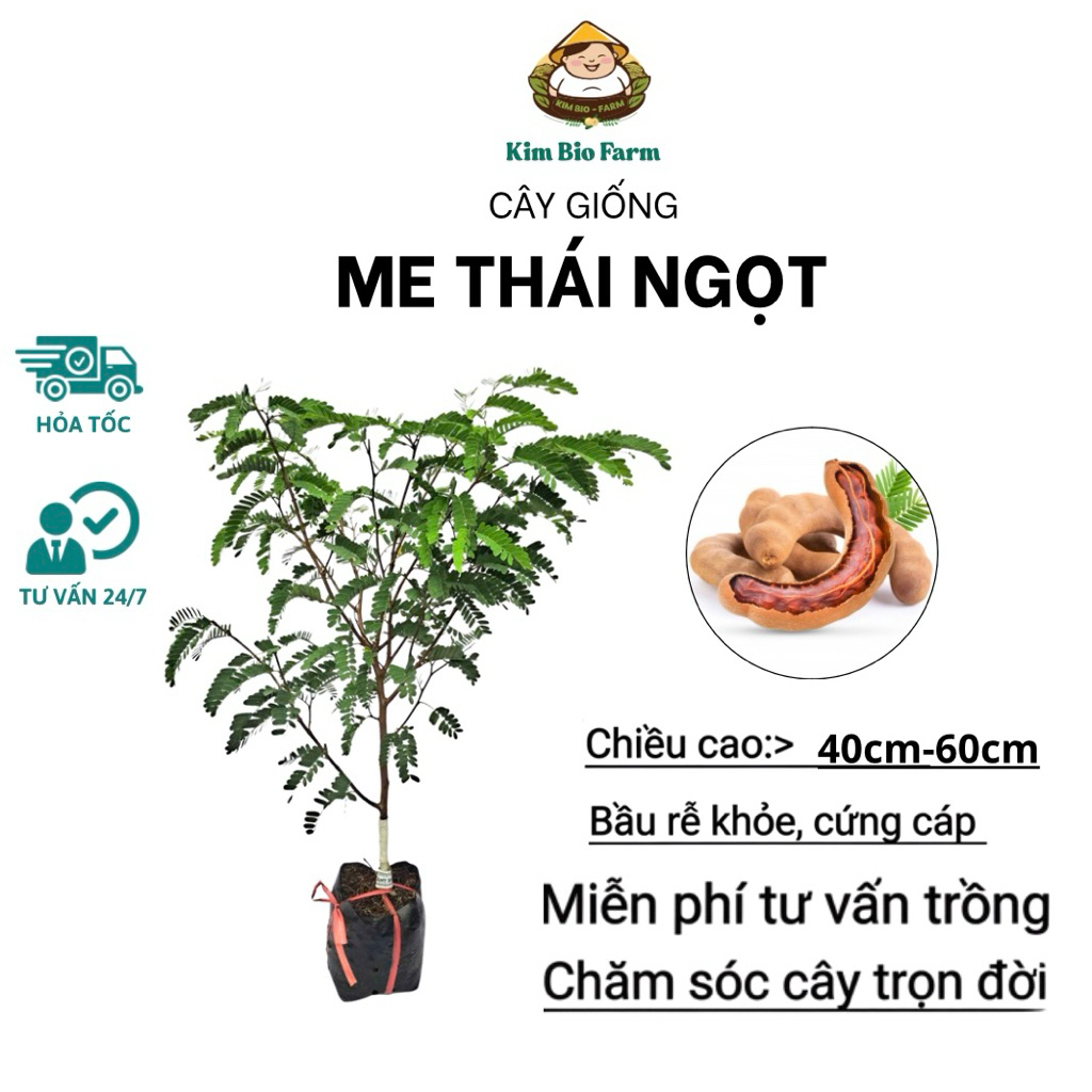 Cây me Thái – Giống me ngọt chuẩn giống sai trái, dễ trồng, nhanh cho thu hoạch