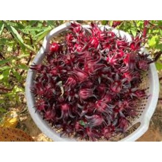 30 hạt giống Atiso Đỏ Bông To ( Không phải cây lá chua hay còn gọi là bụp giấm)
