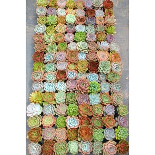 Sen bầu Đà Lạt size 5-8cm khoẻ đẹp siêu xinh có sẵn tại vườn MẦM NẮNG GARDEN lỗi 1 đền 1