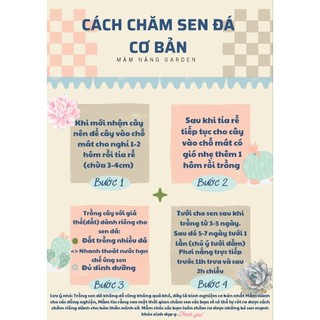 Sen bầu Đà Lạt size 5-8cm khoẻ đẹp siêu xinh có sẵn tại vườn MẦM NẮNG GARDEN lỗi 1 đền 1