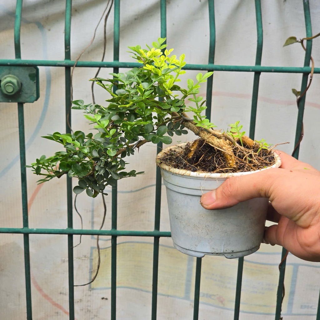 Cần Thăng Dáng Nghiêng Size Nhỏ