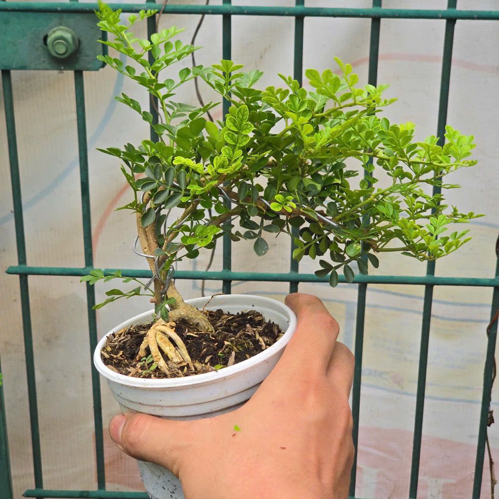 Cần Thăng Dáng Nghiêng Size Nhỏ