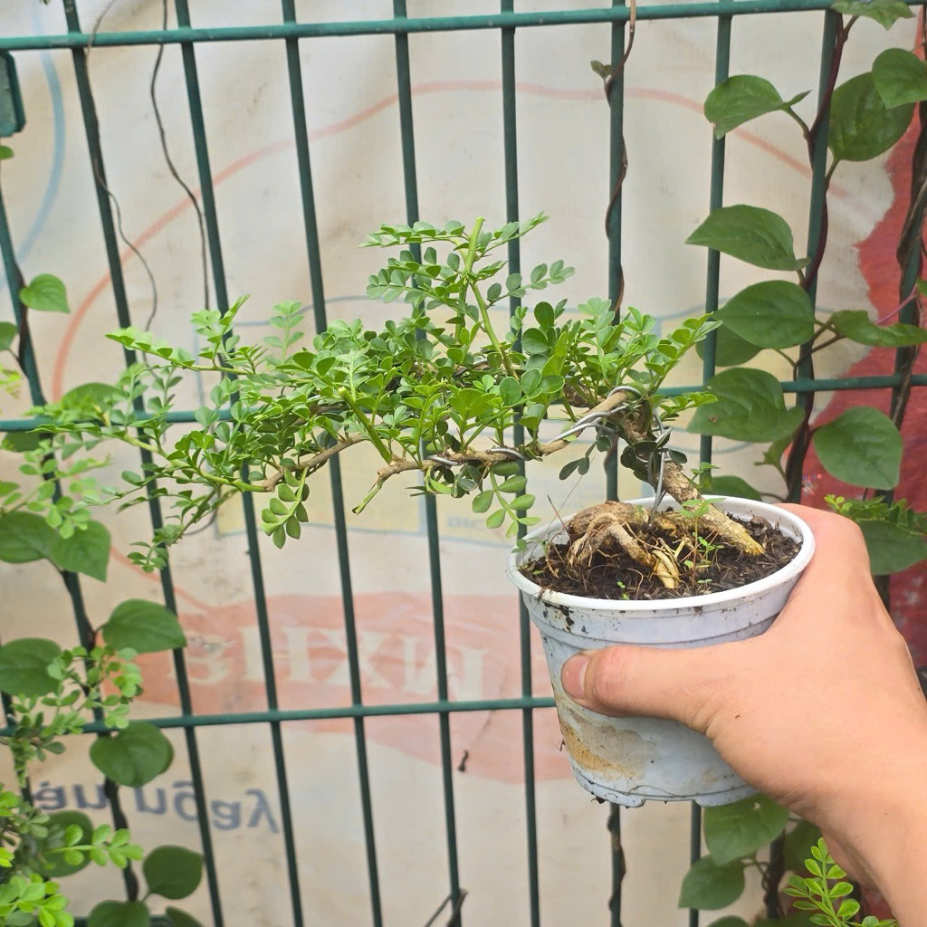 Cần Thăng Dáng Nghiêng Size Nhỏ