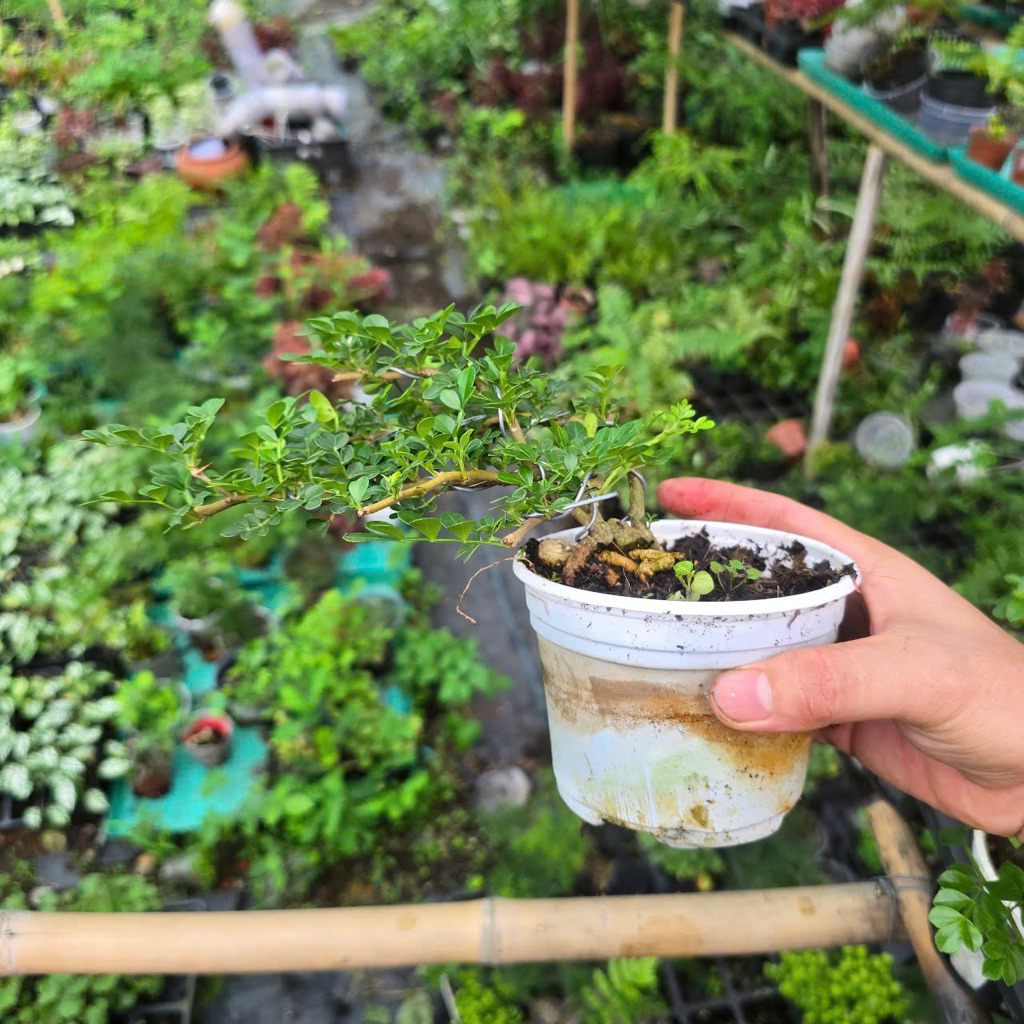 Cần Thăng Dáng Nghiêng Size Nhỏ