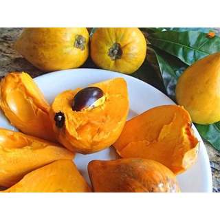 Trái Lê Ki Ma Quả Trứng Gà Miền Tây Kacoco - Ngọt Giàu dinh dưỡng vitamin A, B3, Chất xơ, chống oxy hoá