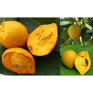 Trái Lê Ki Ma Quả Trứng Gà Miền Tây Kacoco - Ngọt Giàu dinh dưỡng vitamin A, B3, Chất xơ, chống oxy hoá