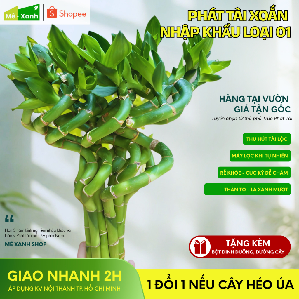 [BH 1 ĐỔI 1] Trúc Phú Qúy (Phát tài xoắn/ Trúc phát lộc) - Cây thủy sinh phong thủy, để ban thờ, bàn làm việc