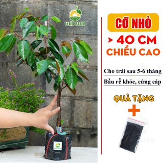 Cây Vú Sữa Lò Rèn Cỡ Lớn THIỆN FARM quả ngọt đậm, dày thịt ít hạt, dùng làm cây ăn quả, che mát