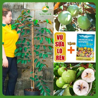 Cây Vú Sữa Lò Rèn Cỡ Lớn THIỆN FARM quả ngọt đậm, dày thịt ít hạt, dùng làm cây ăn quả, che mát