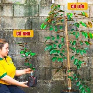 Cây Vú Sữa Lò Rèn Cỡ Lớn THIỆN FARM quả ngọt đậm, dày thịt ít hạt, dùng làm cây ăn quả, che mát
