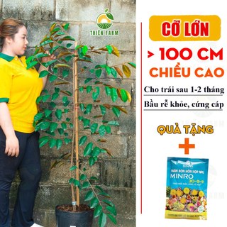 Cây Vú Sữa Lò Rèn Cỡ Lớn THIỆN FARM quả ngọt đậm, dày thịt ít hạt, dùng làm cây ăn quả, che mát