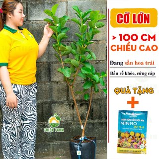 Cây Ổi Ruby Sẵn Trái THIỆN FARM quả giòn ngọt đậm ít hạt, thịt hồng, trồng chậu, thùng xốp